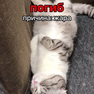 Telegram profile photo for Канал Еркоши