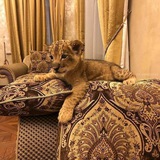 Telegram profile photo for تائِه