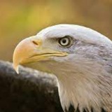 Telegram profile photo for Eagle Calls
