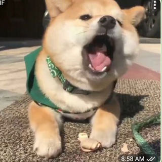 Telegram profile photo for 奇趣百科