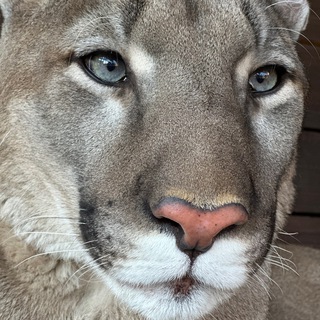 Telegram profile photo for London_big_cat