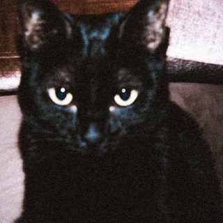 Telegram profile photo for Grey Goose