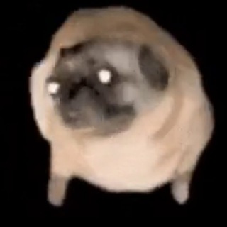 Telegram profile photo for $PUGDOG 🐶