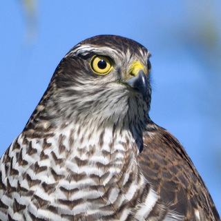 Telegram profile photo for Гнездо кукушки
