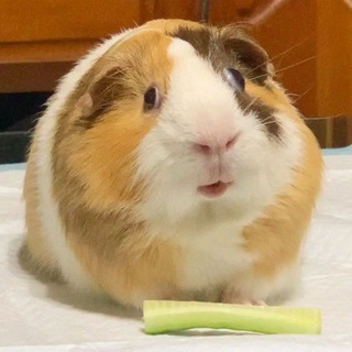 Telegram profile photo for двейкей