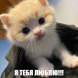 Telegram profile photo for икс видеос