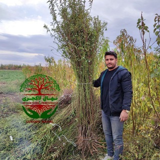 Telegram profile photo for نهال بادام