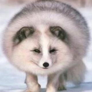 Telegram profile photo for Полный Песец