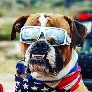 Telegram profile photo for POV: Bulldog Travel🌴