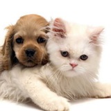 Telegram profile photo for Анекдоты про животных