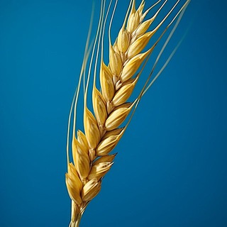 Telegram profile photo for 🍀 مبادرات مجتمعية 🍀