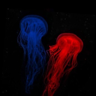 Telegram profile photo for 𝑩𝑳𝑼𝑬 𝑨𝑵𝑫 𝑹𝑬𝑫🩻