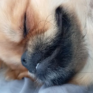 Telegram profile photo for Арчик
