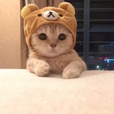 Telegram profile photo for $Millio - PORTAL