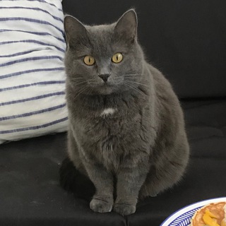 Telegram profile photo for Tsibulya Daily