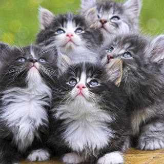 Telegram profile photo for Территория пушистиков 🐱🐶