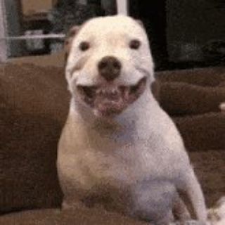 Telegram profile photo for Nawthy Dog Gamble