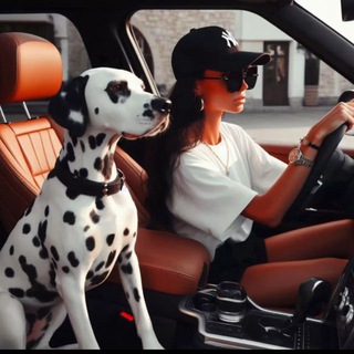 Telegram profile photo for Съемки авто и животных VL.