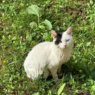 Telegram profile photo for Картошик ищет дом🐾