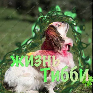 Telegram profile photo for 🍀Жизнь Тибби 👑