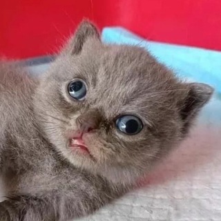 Telegram profile photo for мемобстрел