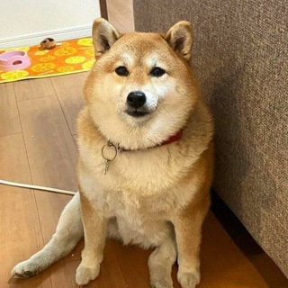 Telegram profile photo for Momo -sister of bonk community