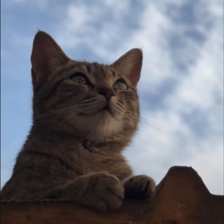 Telegram profile photo for طُوبَى