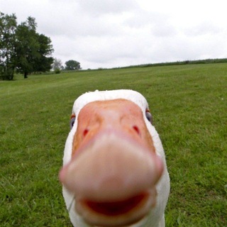 Telegram profile photo for Тот самый Гусь