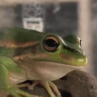 Telegram profile photo for Tokoroa