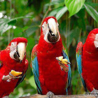 Telegram profile photo for Мудрая птица 🦜