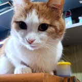 Telegram profile photo for фотки шурика