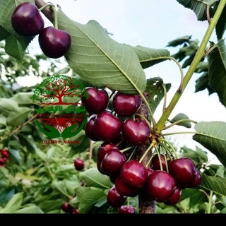 Telegram profile photo for نهال گیلاس و آلبالو
