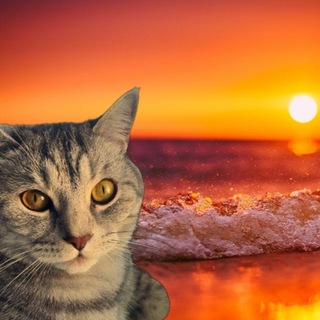 Telegram profile photo for saimon everyday