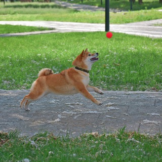 Telegram profile photo for СИБА ИНУ друзья 🐕