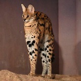 Telegram profile photo for Мои любимые приколы