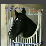 Telegram profile photo for اسب داران شاپورآباد