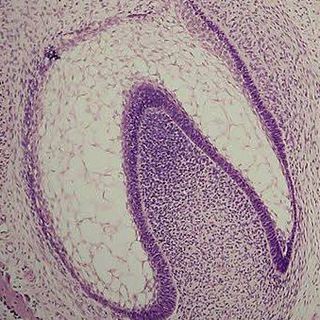 Telegram profile photo for ORAL HISTOLOGY