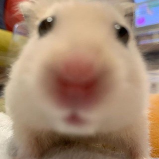 Telegram profile photo for Крысятник