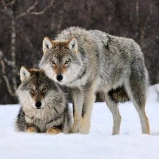 Telegram profile photo for 5 LEYES NATURALES BIOLÓGICAS