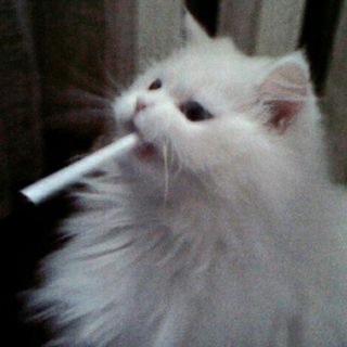 Telegram profile photo for 🚬 𝙨𝙖𝙩𝙞𝙧𝙚×
