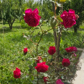 Telegram profile photo for باغی گوڵان❤️🌹