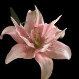 Telegram profile photo for flower.shop🌸