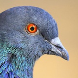 Telegram profile photo for NFT & CRYPTO