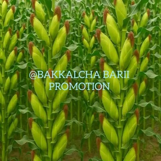 Telegram profile photo for Bakkalcha Barii Promotion
