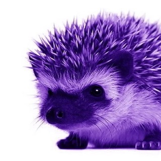 Telegram profile photo for Фиолетовый Ёжик