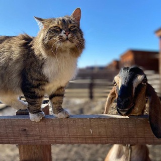 Telegram profile photo for Болсуновский