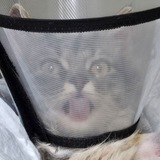 Telegram profile photo for Операция по спасению Хоши🐱