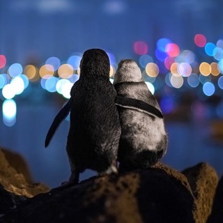Telegram profile photo for Penguin Cafe