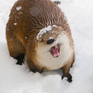 Telegram profile photo for хрюнилище пепелище