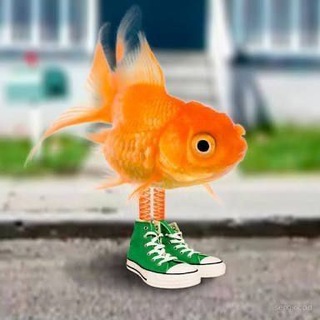 Telegram profile photo for FishMemory-ART